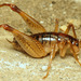 Camel Crickets, Cave Crickets, and Cave Wēta - Photo (c) Jenn Forman Orth, some rights reserved (CC BY-NC-SA)