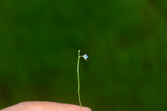 Utricularia