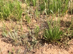 Plantago wrightiana