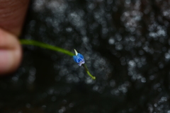 Utricularia