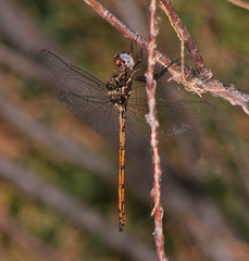 Macrothemis inacuta