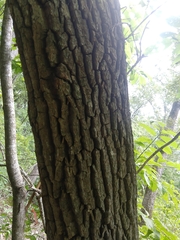 Oxydendrum arboreum