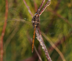 Macrothemis inacuta