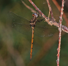 Macrothemis inacuta