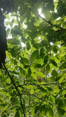 Oxydendrum arboreum