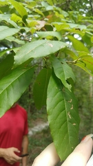 Oxydendrum arboreum