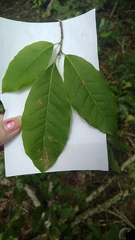 Oxydendrum arboreum