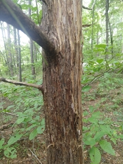 Juniperus virginiana