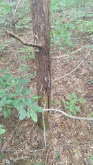 Juniperus virginiana