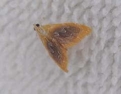 Glaphyria fulminalis