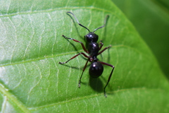 Polyrhachis laevissima