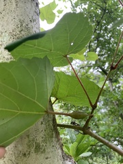 Neolasioptera vitinea