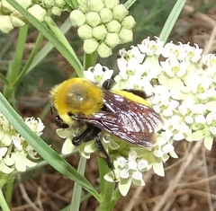 Bombus morrisoni