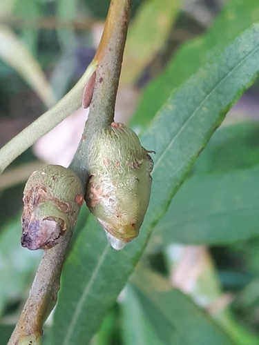 Rabdophaga vigemmae