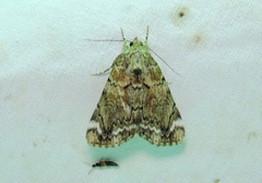 Catocala minuta