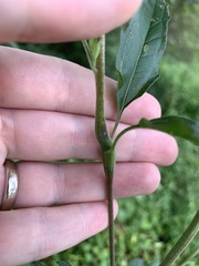 Neolasioptera perfoliata