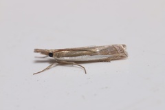 Crambus leachellus
