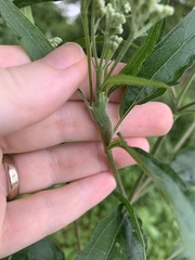 Neolasioptera perfoliata