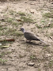 Streptopelia decaocto