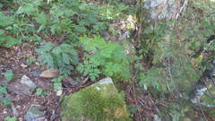 Dicentra formosa