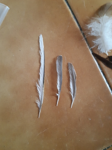 Plume de Bergeronnette des ruisseaux