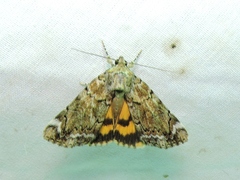 Catocala minuta