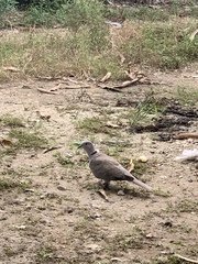Streptopelia decaocto
