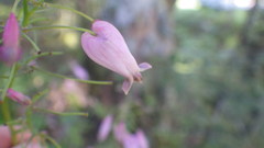 Dicentra formosa