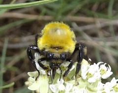 Bombus morrisoni