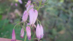 Dicentra formosa