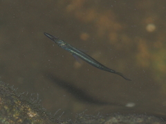 Dermogenys pusilla