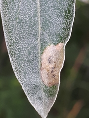 Amauromyza elaeagni