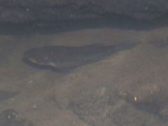 Trichopodus trichopterus