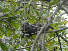 Cercopithecus mitis monoides