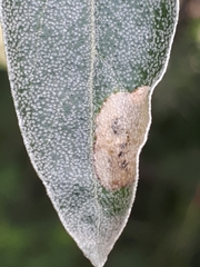 Amauromyza elaeagni