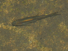Rasbora