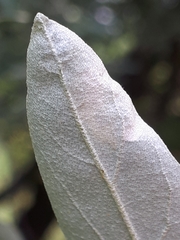 Amauromyza elaeagni