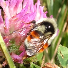 Bombus bifarius