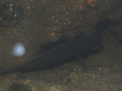 Trichopodus trichopterus