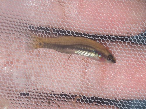 Gouden slaapgrondel (Hypseleotris cyprinoides) — Eleotridae — 2