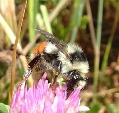 Bombus bifarius