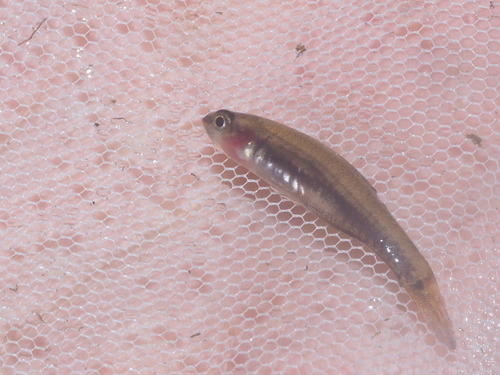 Gouden slaapgrondel (Hypseleotris cyprinoides) — Eleotridae — 3