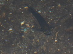 Trichopodus trichopterus