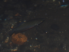 Trichopodus trichopterus