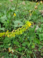 Rhynchocorys orientalis