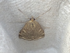 Loxostege munroealis