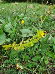 Rhynchocorys orientalis