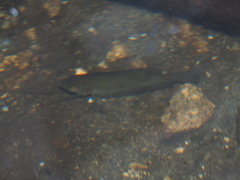 Trichopodus trichopterus