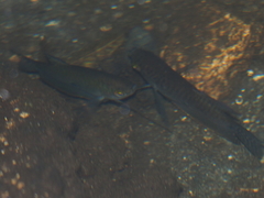 Trichopodus trichopterus