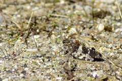 Oedipoda charpentieri